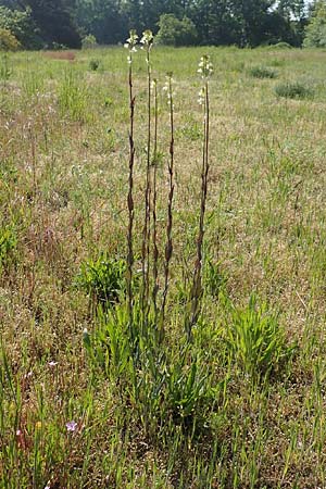 Arabis glabra \ Kahles Turmkraut / Tower Mustard, D St. Leon - Rot 17.5.2019