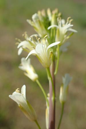 Arabis glabra, Kahles Turmkraut