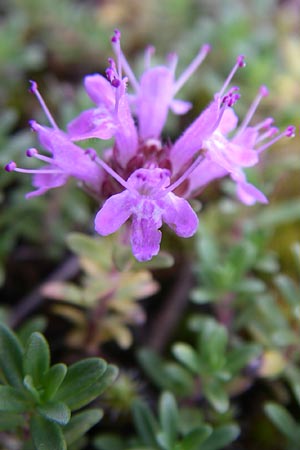 Thymus serpyllum \ Sand-Thymian, D Sandhausen 22.7.2008