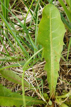 Taraxacum hollandicum \ Hollndischer Sumpf-Lwenzahn / Dutch Marsh Dandelion, D Münzenberg 25.4.2015