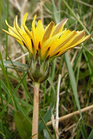 Taraxacum hollandicum \ Hollndischer Sumpf-Lwenzahn / Dutch Marsh Dandelion, D Münzenberg 25.4.2015