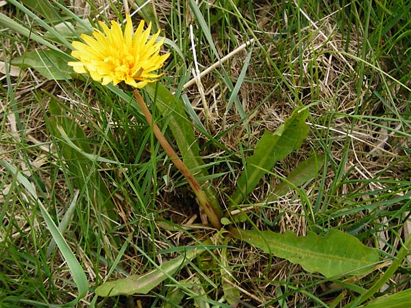 Taraxacum hollandicum \ Hollndischer Sumpf-Lwenzahn, D Münzenberg 25.4.2015