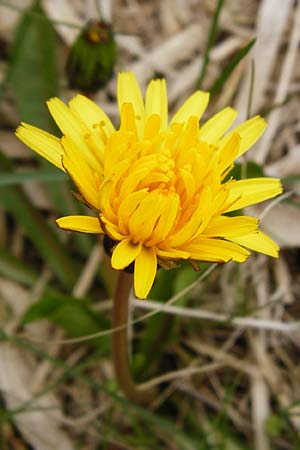 Taraxacum hollandicum \ Hollndischer Sumpf-Lwenzahn / Dutch Marsh Dandelion, D Münzenberg 25.4.2015