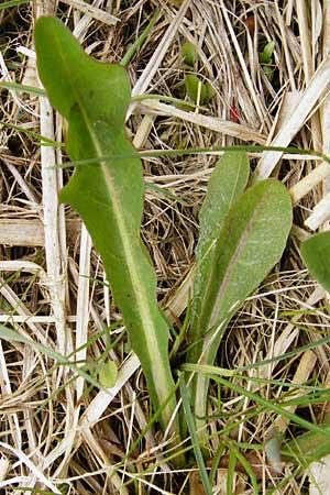 Taraxacum hollandicum \ Hollndischer Sumpf-Lwenzahn / Dutch Marsh Dandelion, D Münzenberg 25.4.2015