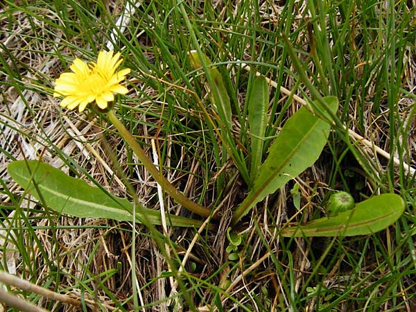Taraxacum hollandicum \ Hollndischer Sumpf-Lwenzahn / Dutch Marsh Dandelion, D Münzenberg 25.4.2015