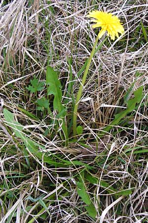 Taraxacum hollandicum \ Hollndischer Sumpf-Lwenzahn / Dutch Marsh Dandelion, D Münzenberg 25.4.2015