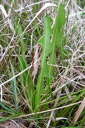 Taraxacum hollandicum \ Hollndischer Sumpf-Lwenzahn / Dutch Marsh Dandelion, D Münzenberg 25.4.2015