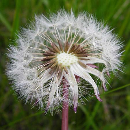 Taraxacum hollandicum \ Hollndischer Sumpf-Lwenzahn / Dutch Marsh Dandelion, D Münzenberg 16.5.2015