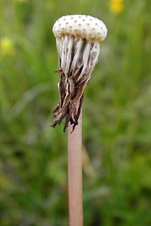 Taraxacum hollandicum \ Hollndischer Sumpf-Lwenzahn / Dutch Marsh Dandelion, D Münzenberg 16.5.2015