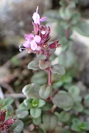 Thymus pulegioides / Large Thyme, D Mannheim 25.9.2015