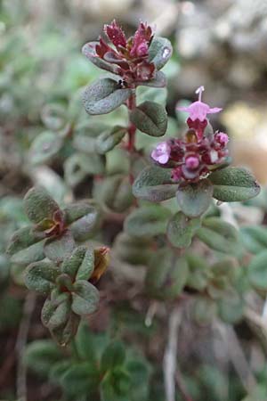 Thymus pulegioides \ Arznei-Thymian, Gemeiner Thymian, D Mannheim 25.9.2015