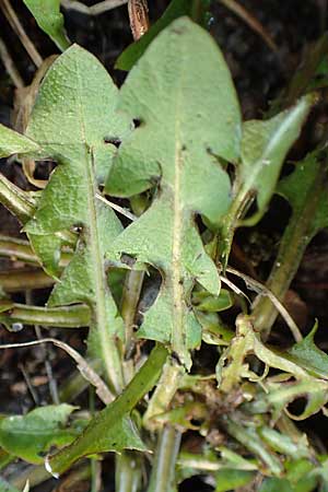 Taraxacum spec6 ? \ Lwenzahn / Dandelion, D Mannheim 8.11.2015