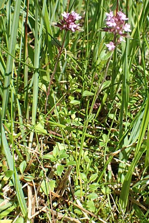 Thymus pulegioides / Large Thyme, D Pfronten 28.6.2016