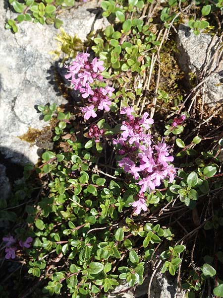 Thymus polytrichus \ Gebirgs-Thymian / Wild Thyme, D Pfronten 28.6.2016