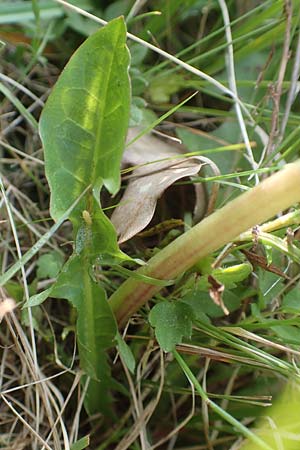 Taraxacum hollandicum \ Hollndischer Sumpf-Lwenzahn / Dutch Marsh Dandelion, D Messel 13.5.2017