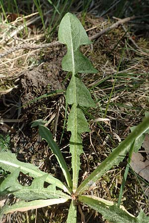 Taraxacum quadrans ? \ Ergnzender Haken-Lwenzahn / Fleshy-Lobed Dandelion, D Ober-Roden 7.5.2018