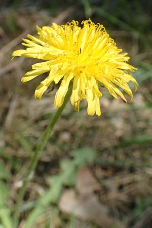 Taraxacum quadrans ? \ Ergnzender Haken-Lwenzahn / Fleshy-Lobed Dandelion, D Ober-Roden 7.5.2018