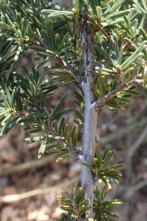 Tsuga heterophylla \ Westamerikanische Schierlings-Tanne, Westliche Hemlock-Tanne / Western Hemlock Fir, D Odenwald, Heiligkreuzsteinach 24.2.2019