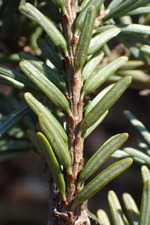 Tsuga heterophylla \ Westamerikanische Schierlings-Tanne, Westliche Hemlock-Tanne, D Odenwald, Heiligkreuzsteinach 24.2.2019