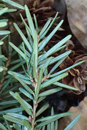 Tsuga heterophylla \ Westamerikanische Schierlings-Tanne, Westliche Hemlock-Tanne / Western Hemlock Fir, D Odenwald, Heiligkreuzsteinach 24.2.2019