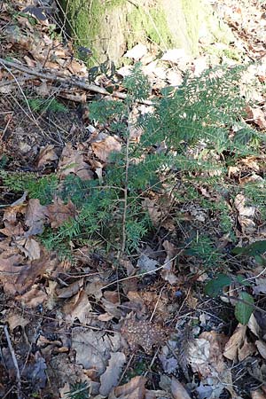 Tsuga heterophylla \ Westamerikanische Schierlings-Tanne, Westliche Hemlock-Tanne / Western Hemlock Fir, D Odenwald, Heiligkreuzsteinach 24.2.2019