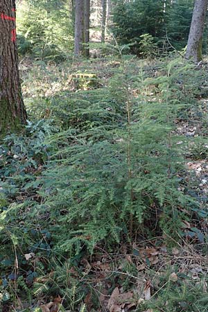 Tsuga heterophylla \ Westamerikanische Schierlings-Tanne, Westliche Hemlock-Tanne, D Odenwald, Heiligkreuzsteinach 24.2.2019