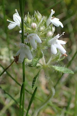 Thymus pulegioides subsp. carniolicus \ Krainer Thymian, Krain-Arznei-Quendel / Krain Thyme, D Neuleiningen 16.6.2021