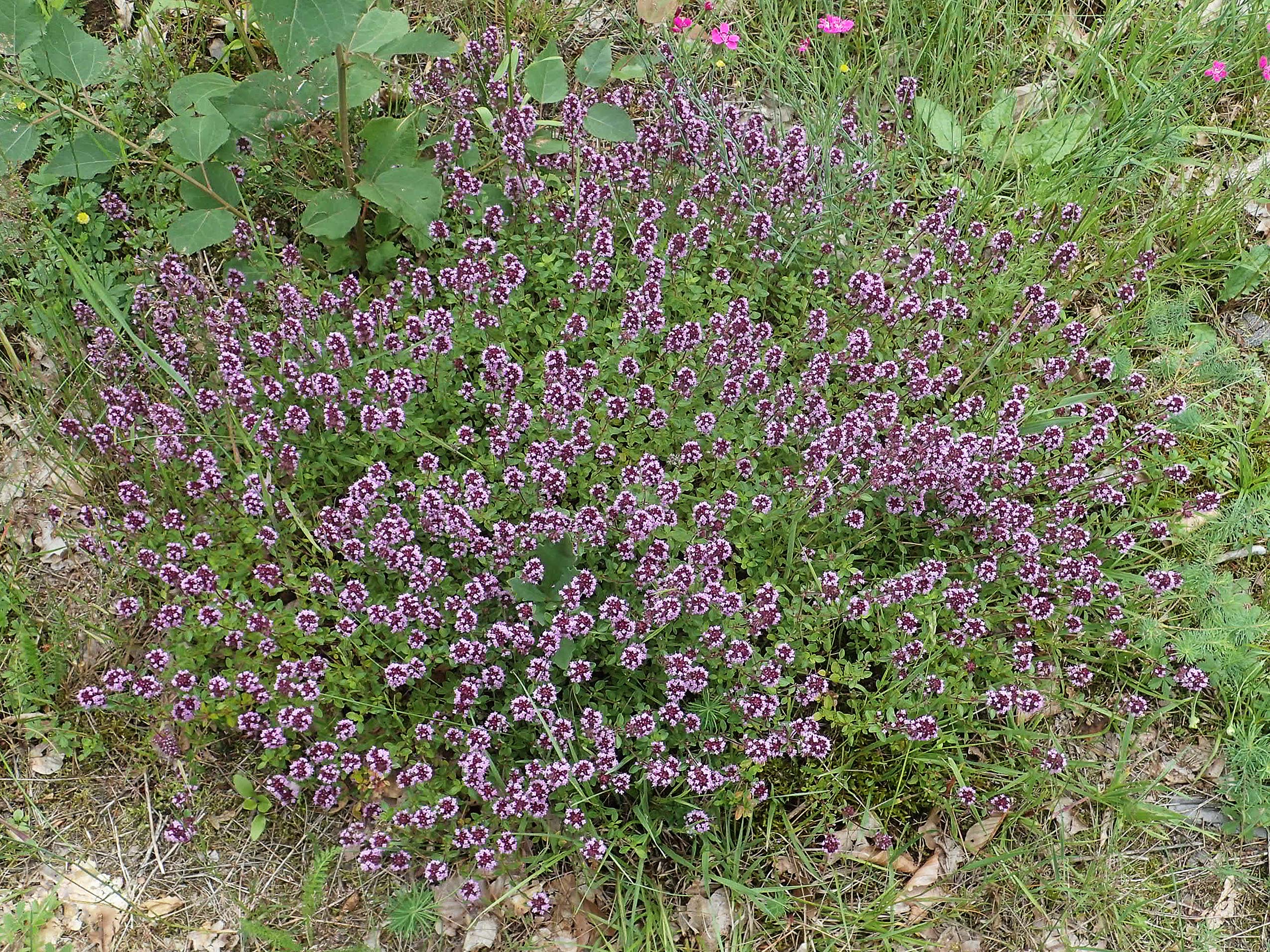 Thymus pulegioides \ Arznei-Thymian, Gemeiner Thymian, D Kaiserslautern 7.7.2021