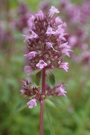 Thymus pulegioides / Large Thyme, D Kaiserslautern 7.7.2021