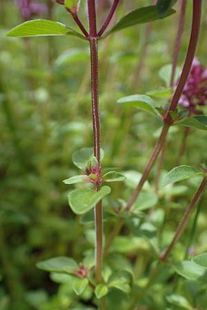 Thymus pulegioides \ Arznei-Thymian, Gemeiner Thymian / Large Thyme, D Kaiserslautern 7.7.2021