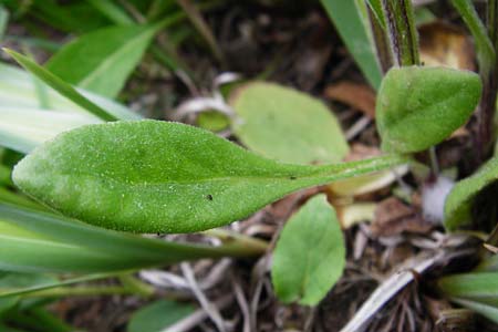 Tephroseris integrifolia \ Steppen-Greiskraut, D Grettstadt 1.6.2015