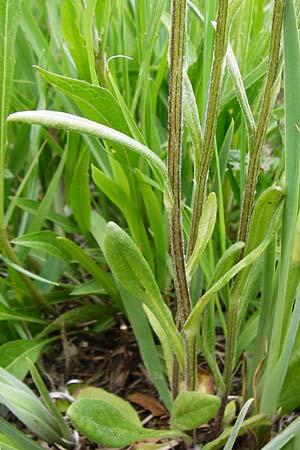 Tephroseris integrifolia \ Steppen-Greiskraut, D Grettstadt 1.6.2015