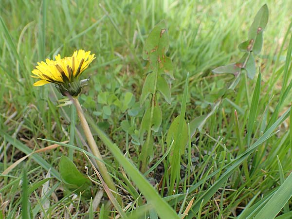 Taraxacum specH ? \ Lwenzahn / Dandelion, D Birkenheide 14.4.2018