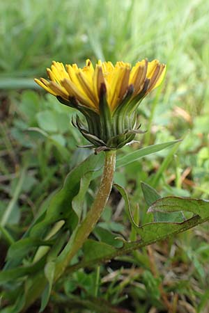 Taraxacum specH ? \ Lwenzahn / Dandelion, D Birkenheide 14.4.2018