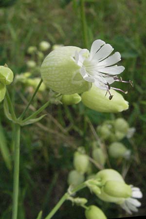 Silene vulgaris subsp. vulgaris \ Gewhnliches Leimkraut, Taubenkropf-Leimkraut, D Sandhausen 25.5.2007