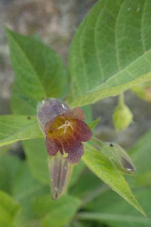 Atropa bella-donna \ Tollkirsche / Deadly Nightshade, D Dossenheim 6.5.2018