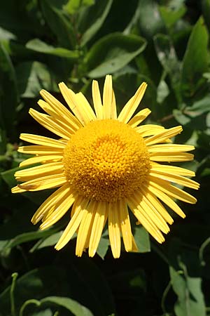 Telekia speciosissima \ Kleine Telekie, Prchtige Telekie / Dwarf Oxeye, D Botan. Gar.  Universit.  Tübingen 6.6.2018