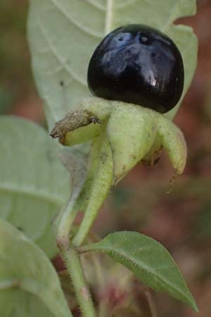 Atropa bella-donna \ Tollkirsche / Deadly Nightshade, D Pirmasens 15.11.2020