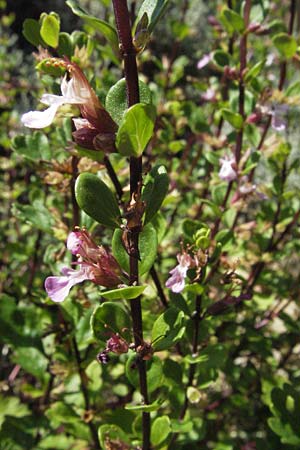 Teucrium lucidum / Shining Germander, D Botan. Gar.  Universit.  Mainz 4.8.2007