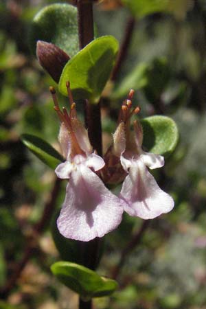 Teucrium lucidum \ Glnzender Gamander, Leuchtender Gamander Gamander / Shining Germander, D Botan. Gar.  Universit.  Mainz 4.8.2007