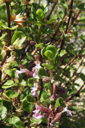 Teucrium lucidum / Shining Germander, D Botan. Gar.  Universit.  Mainz 4.8.2007