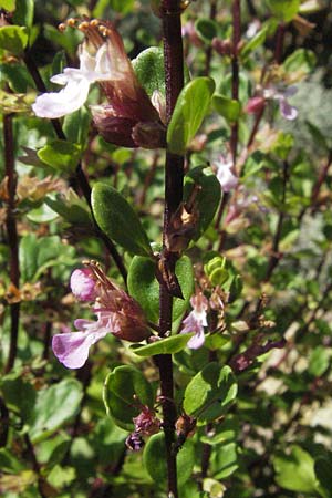 Teucrium lucidum / Shining Germander, D Botan. Gar.  Universit.  Mainz 4.8.2007