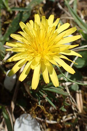 Taraxacum lacistophyllum / Cut-Leaved Dandelion, D Markgröningen 18.4.2018