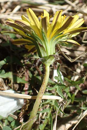 Taraxacum lacistophyllum / Cut-Leaved Dandelion, D Markgröningen 18.4.2018