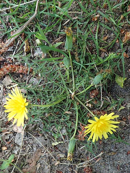 Taraxacum lacistophyllum / Cut-Leaved Dandelion, D Sandhausen 26.4.2018