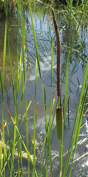 Typha laxmannii / Laxmann's Bulrush, D Hochheim am Main 20.6.2018