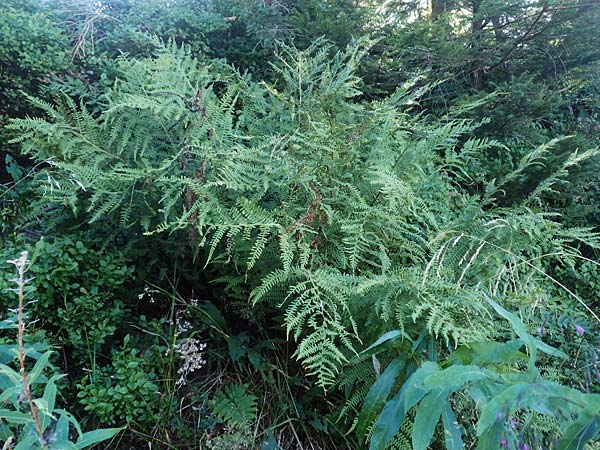 Oreopteris limbosperma \ Berg-Farn, Berg-Lappen-Farn / Sweet Mountain Fern, Lemon-Scented Fern, D Schwarzwald/Black-Forest, Hornisgrinde 4.9.2019