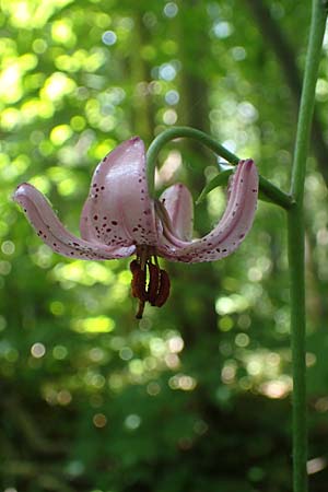 Lilium martagon \ Trkenbund-Lilie / Turkscap Lily, D Querfurt 18.6.2023