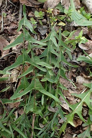 Taraxacum lacistophyllum \ Geschlitztblttriger Lwenzahn, D Brühl bei Mannheim 23.3.2024