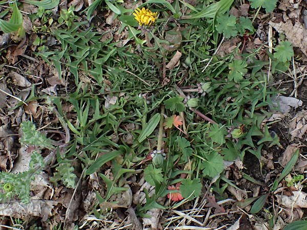 Taraxacum lacistophyllum \ Geschlitztblttriger Lwenzahn, D Brühl bei Mannheim 23.3.2024